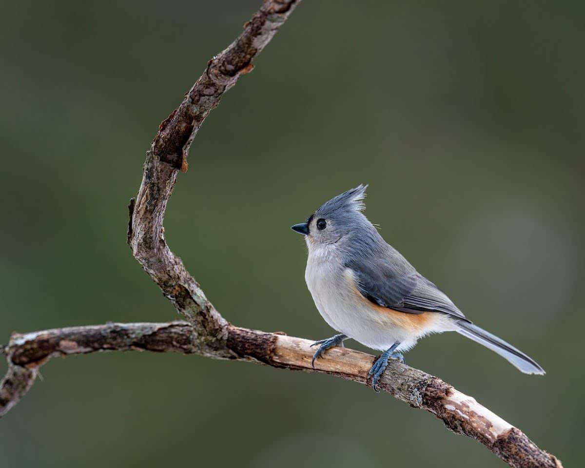 bébé mésange